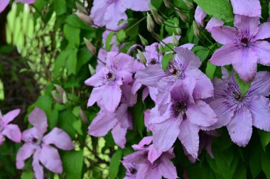 Bahçedeki güzel pembe çiçekler