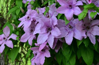 Bahçedeki güzel pembe çiçekler