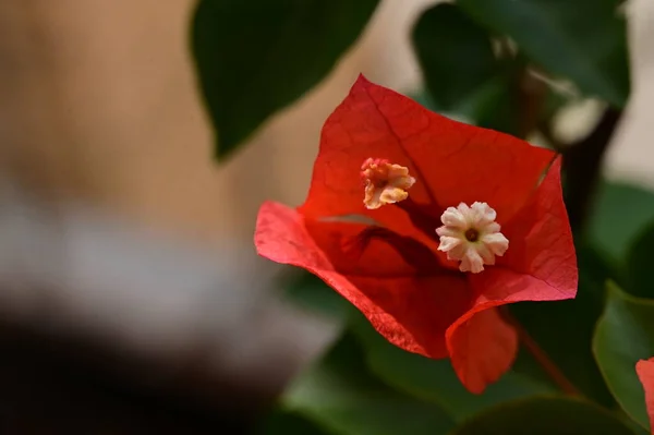 Красиві Червоні Квіти Квітковий Концепт Фон — стокове фото