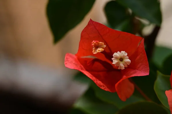 Gyönyörű Piros Virágok Virágos Koncepció Háttér — Stock Fotó