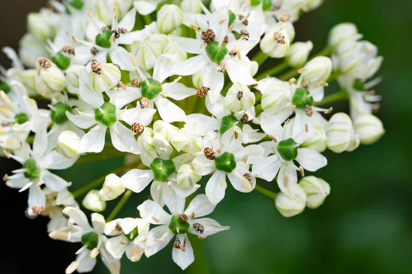 Vacker Botanisk Skott Naturliga Tapeter Blommor Trädgården — Stockfoto