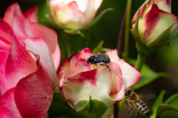 Güzel botanik fotoğrafı, doğal duvar kağıdı. Bahçedeki çiçekler 
