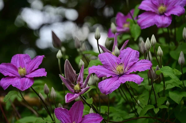 Vacker Botanisk Skott Naturliga Tapeter Blommor Trädgården — Stockfoto