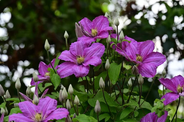 Stock image beautiful botanical shot, natural wallpaper. flowers in the garden 