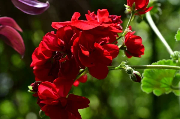 Hermosas Flores Rojas Fondo Concepto Floral —  Fotos de Stock