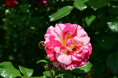 Bahçedeki güzel pembe gül çiçeği