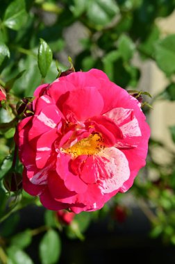 Bahçedeki güzel pembe gül çiçeği