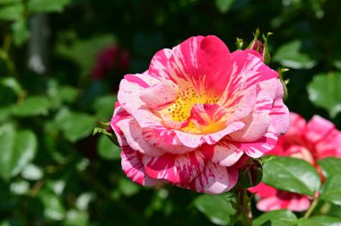 Bahçedeki güzel pembe gül çiçeği