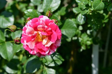 Bahçedeki güzel pembe gül çiçeği