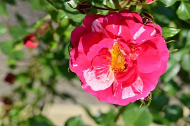 Bahçedeki güzel pembe gül çiçeği