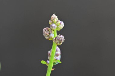 Güzel botanik fotoğrafı, doğal duvar kağıdı. Bahçedeki çiçek 