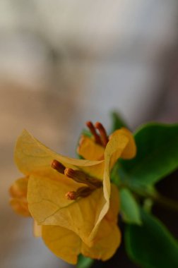 Bahçedeki güzel sarı çiçekler