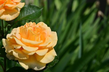 Güzel botanik fotoğrafı, doğal duvar kağıdı. Bahçedeki güller 