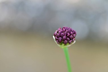 Güzel botanik fotoğrafı, doğal duvar kağıdı. Bahçedeki çiçek 
