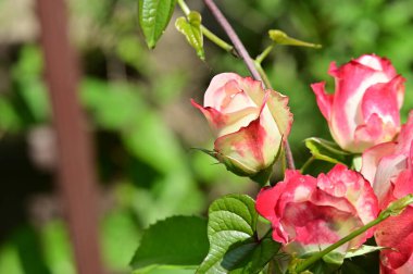 Pembe güller, yakın görüş.