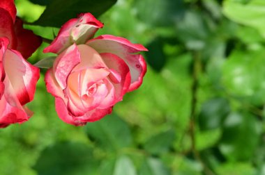 Pembe güller, yakın görüş.