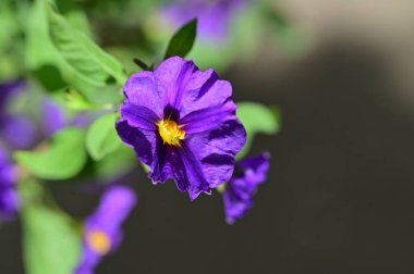 Bahçedeki güzel mor çiçekler