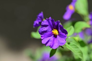 Bahçedeki güzel mor çiçekler