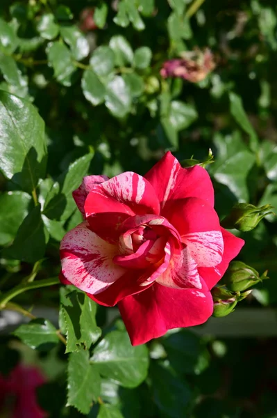 Красива Рожева Квітка Троянди Саду — стокове фото