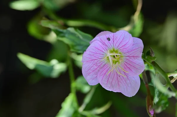 Beautiful Botanical Shot Natural Wallpaper Flower Garden — Stock Photo, Image