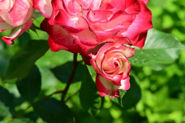 Rosa Rosor Blommor Närbild — Stockfoto