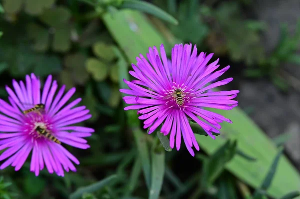 Včely Krásné Fialové Květy Zahradě — Stock fotografie