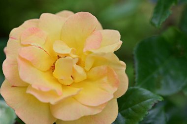 Bahçedeki güzel gül çiçeği