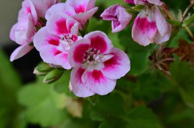 Bahçede büyüyen güzel çiçekler 