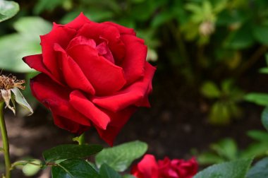 Bahçede büyüyen güzel bir gül çiçeği 