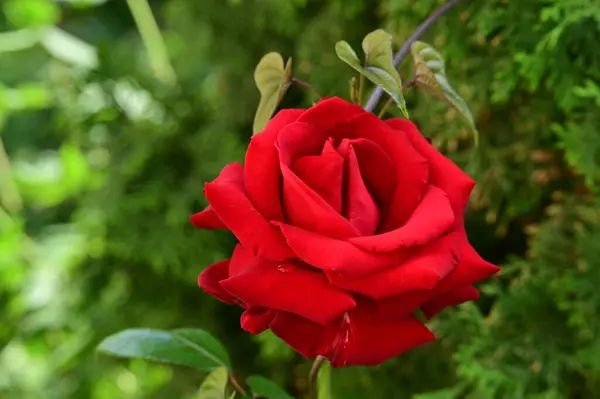 Hermosa Flor Rosa Creciendo Jardín — Foto de Stock