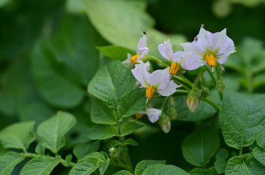 Bahçede güzel beyaz ve sarı çiçekler 