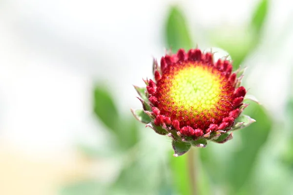 Beautiful Flower Growing Garden — Stock Photo, Image