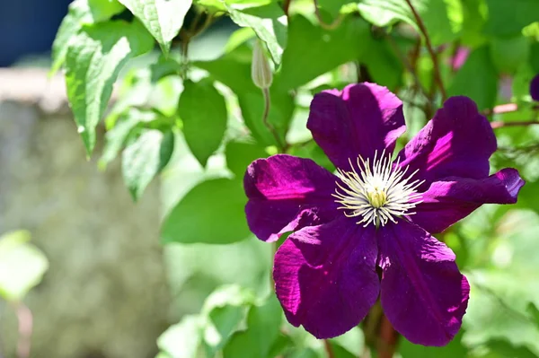 Красивый Цветок Растет Саду — стоковое фото