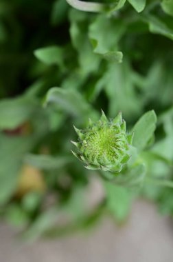 Bir tomurcuğun yakın çekimi.