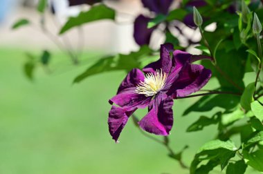 Bahçedeki güzel mor çiçek 
