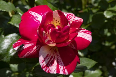 Güzel kırmızı gül çiçeği 