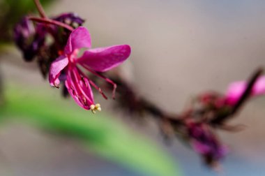 Güneşli bir günde bahçede büyüyen güzel pembe çiçekler. 