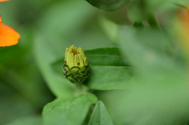 Bir çiçek tomurcuğunun yakın çekimi.