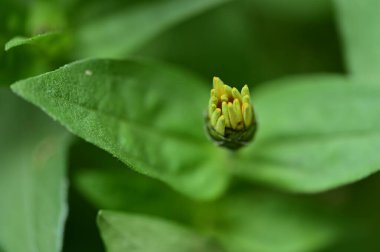 Bir çiçek tomurcuğunun yakın çekimi.