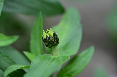 Bir çiçek tomurcuğunun yakın çekimi.