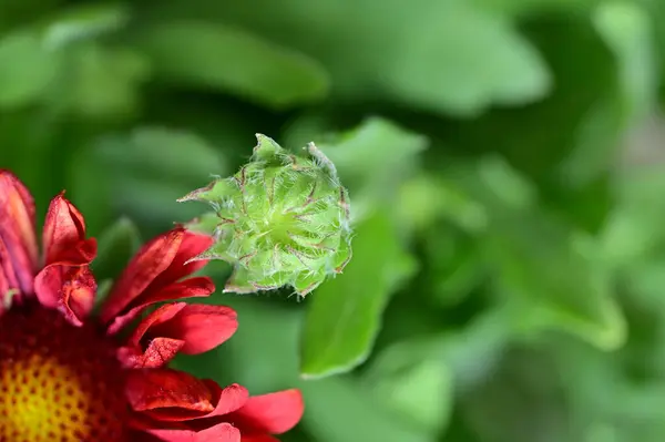 夏の晴れた日に庭で育つ美しい赤い花 — ストック写真