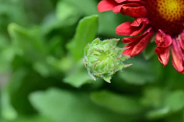 Belas Flores Vermelhas Crescendo Jardim Dia Ensolarado Verão — Fotografia de Stock