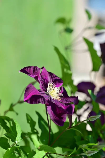 Piękne Purpurowe Kwiaty Rosnące Ogrodzie Słoneczny Dzień — Zdjęcie stockowe