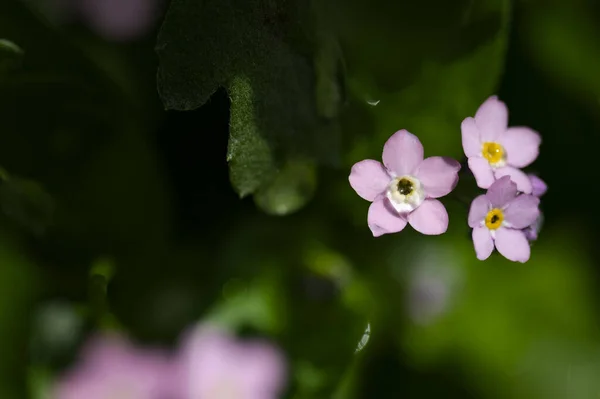Güneşli Bir Günde Bahçede Büyüyen Güzel Pembe Çiçekler — Stok fotoğraf