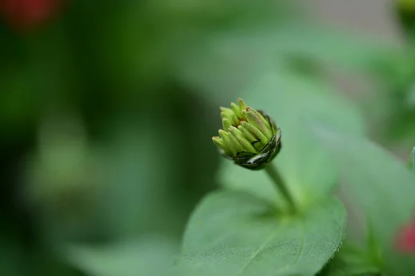 Крупним Планом Знімок Квіткового Бутона — стокове фото