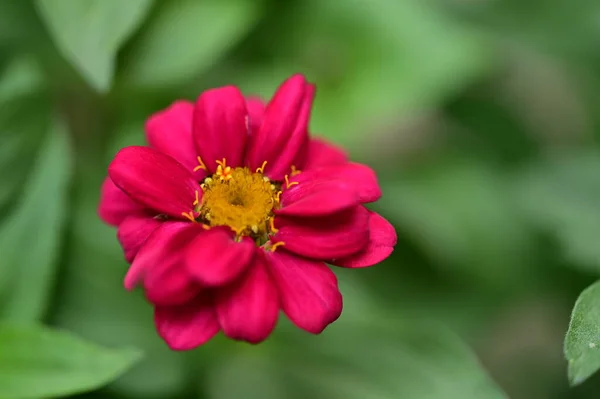 夏の晴れた日の庭の美しいピンクの花 — ストック写真