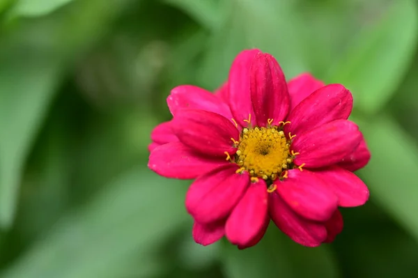 Güneşli Yaz Gününde Bahçede Güzel Pembe Çiçekler — Stok fotoğraf