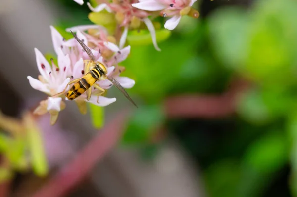 美丽的蜜蜂坐在粉红色的花朵上 — 图库照片