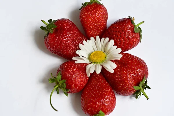 Frische Erdbeeren Und Blüten — Stockfoto