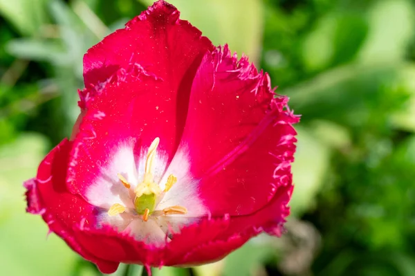 stock image a closeup shot of a  flower 